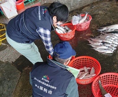 農業局海資所執行源頭港口漁獲抽驗-1