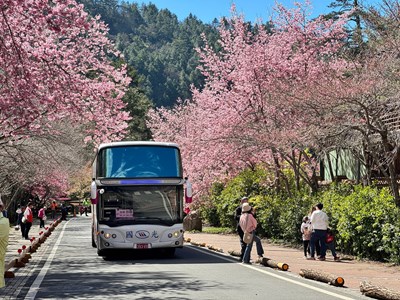 「Taichung go套票×武陵花季交通聯票」提供48小時公車套票、接駁車、住宿優惠,歡迎民眾