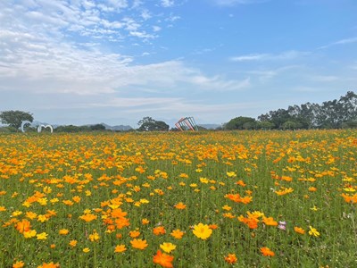 中市后里環保公園波斯菊盛開