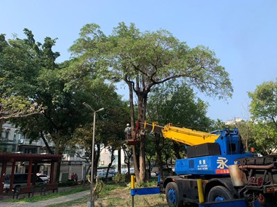 中市建設局啟動萬餘株樹木預防性修剪
