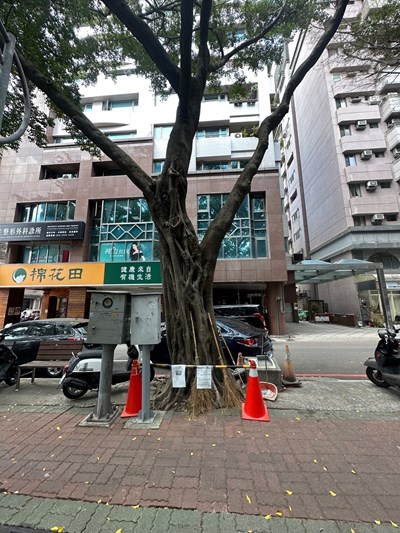 中市大容東西街垂榕染褐根病 建設局主動邀專家健檢 守護市民安全