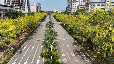 「金黃色嘉年華」來了!台中市區阿勃勒盛開美炸!_0