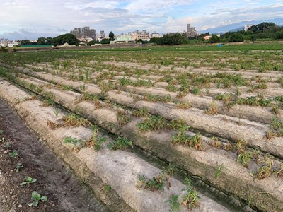 1131111-馬鈴薯葉片乾枯_0
