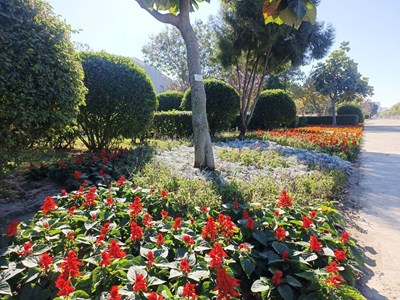 迎春蒔花妝點台中！建設局以繽紛花卉打造市區亮眼風景