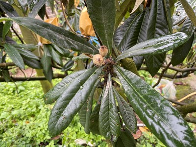 枇杷植株受損圖2_0