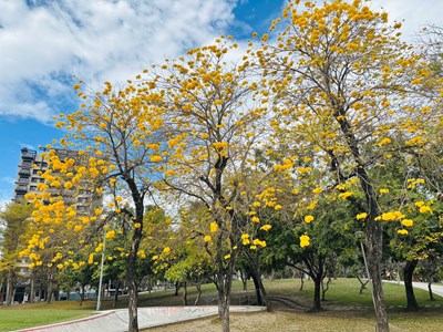 01-台中風鈴木盛開！金黃、粉紅花海美不勝收 吸引遊客打卡拍照_0