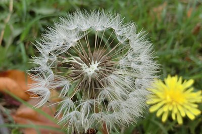 桂花泉步道周邊為瀕危植物台灣蒲公英重要棲地_0_0