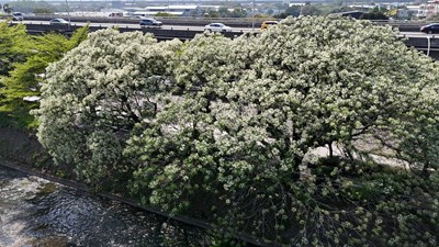 01-春季限定紫色浪漫！兒童節連假來台中賞苦楝花，感受花香美景！