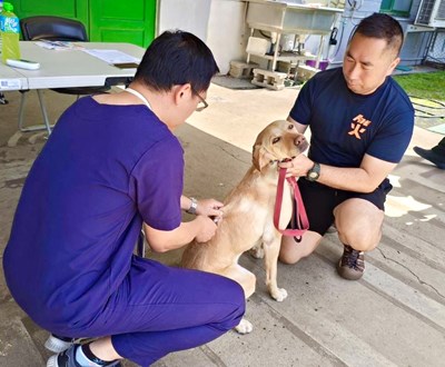 動保處獸醫師幫搜救犬打疫苗_0_0