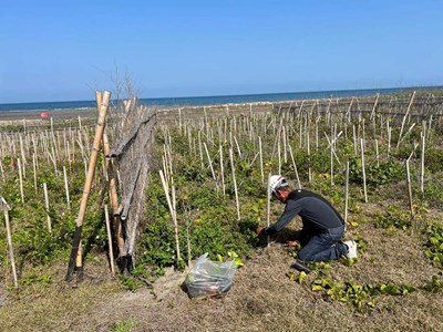 大安海岸林復育植栽_0
