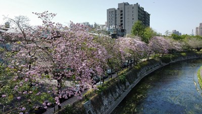 綠川興大段洋紅風鈴木盛開(美村橋上游)