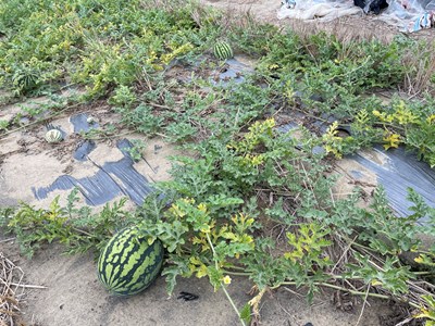 中市大肚區及龍井區西瓜災損 516前可申請現金救助 (2)