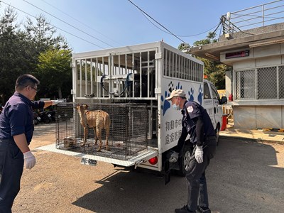 犬隻移請動物保護防疫處帶回
