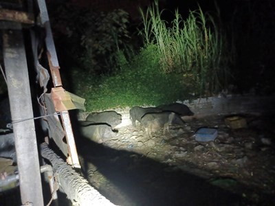 太平山豬場4件環境糞便採樣 初篩非洲豬瘟陰性