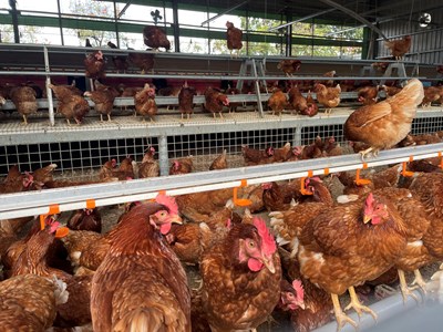 友善平飼蛋雞舍