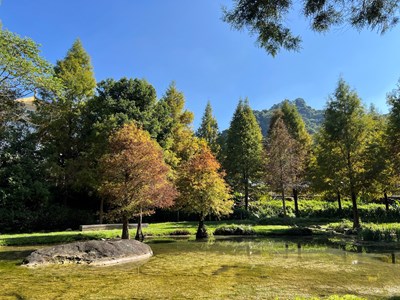 01-秋冬美景正盛！后里、南屯、太平落羽松接力轉色，打造城市最詩意風景線！_0