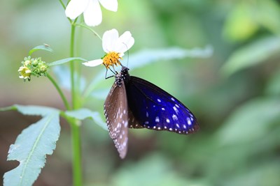 端紫斑蝶