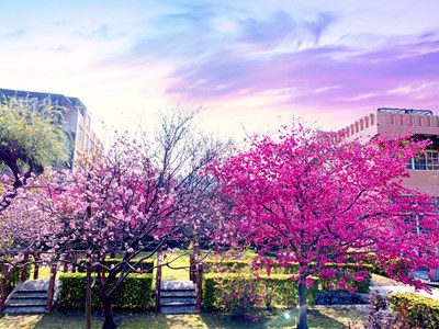 二二八連假賞櫻去 中市府推出「賞櫻地圖懶人包」 圖為石岡區德興公園一景