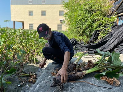 芋農採收情形