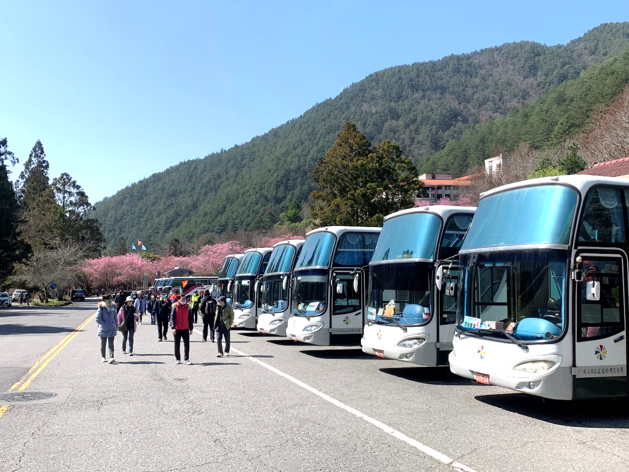 武陵農場賞櫻趣 中市交通局推APP預約賞櫻專車