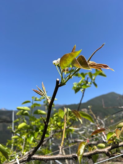 梨著花不佳