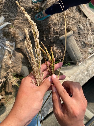 水稻農業天然災害-稻殼褐化及白穗_0