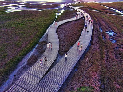 高美濕地木棧道_0