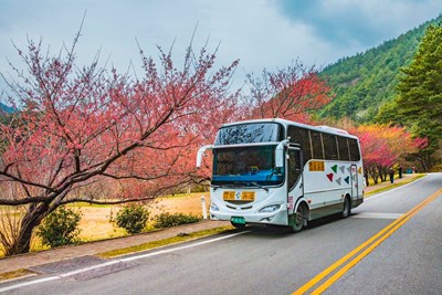 113年度武陵櫻花季將於2月8日至2月29日登場,歡迎民眾多利用大眾運輸前往賞櫻