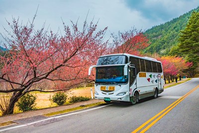 113年度武陵櫻花季將於2月8日至2月29日登場，歡迎民眾多利用大眾運輸前往賞櫻