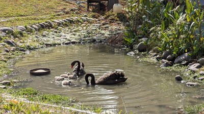 龍年新春大吉 喜獲龍「鵝」! 中市秋紅谷新生黑天鵝寶寶