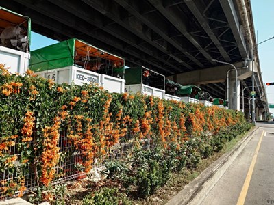 中西東南區清潔隊環保友善停車場炮仗花怒放形成火紅花牆,喜氣洋洋迎接龍年到來