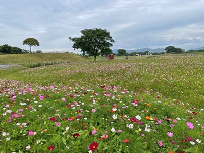 預估於農曆新年前後(113年2月3日至113年2月14日)花況最盛，花海有白色、粉紅色、紫紅色等繽紛花色