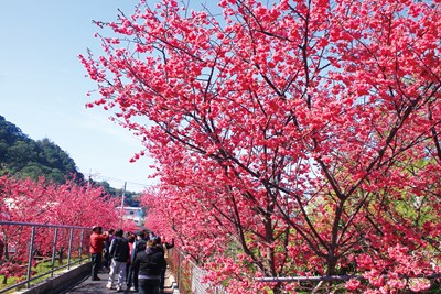 泰安櫻花