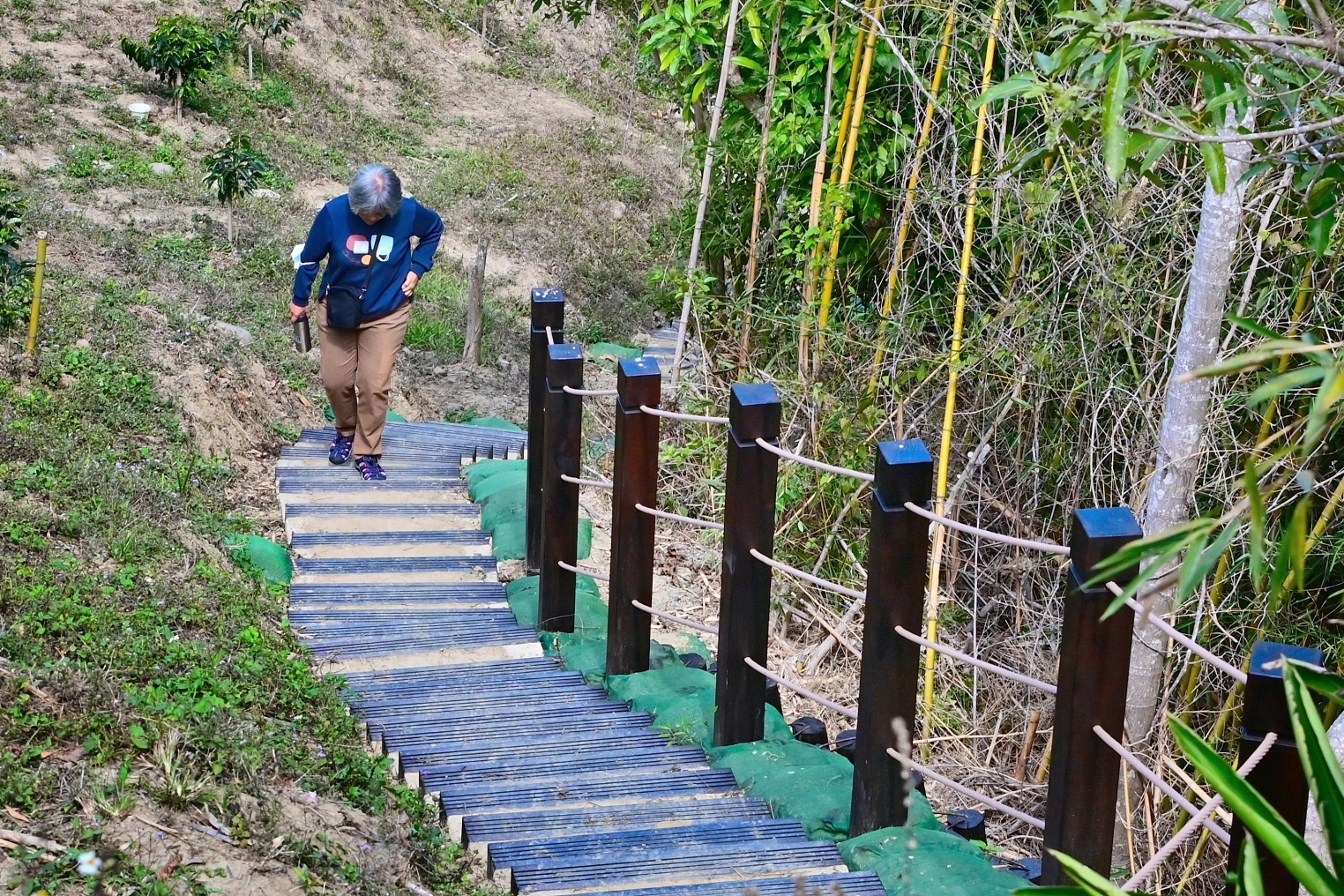 豐原萬里長城杜鵑花道正式啟用 打造觀光休閒新地標