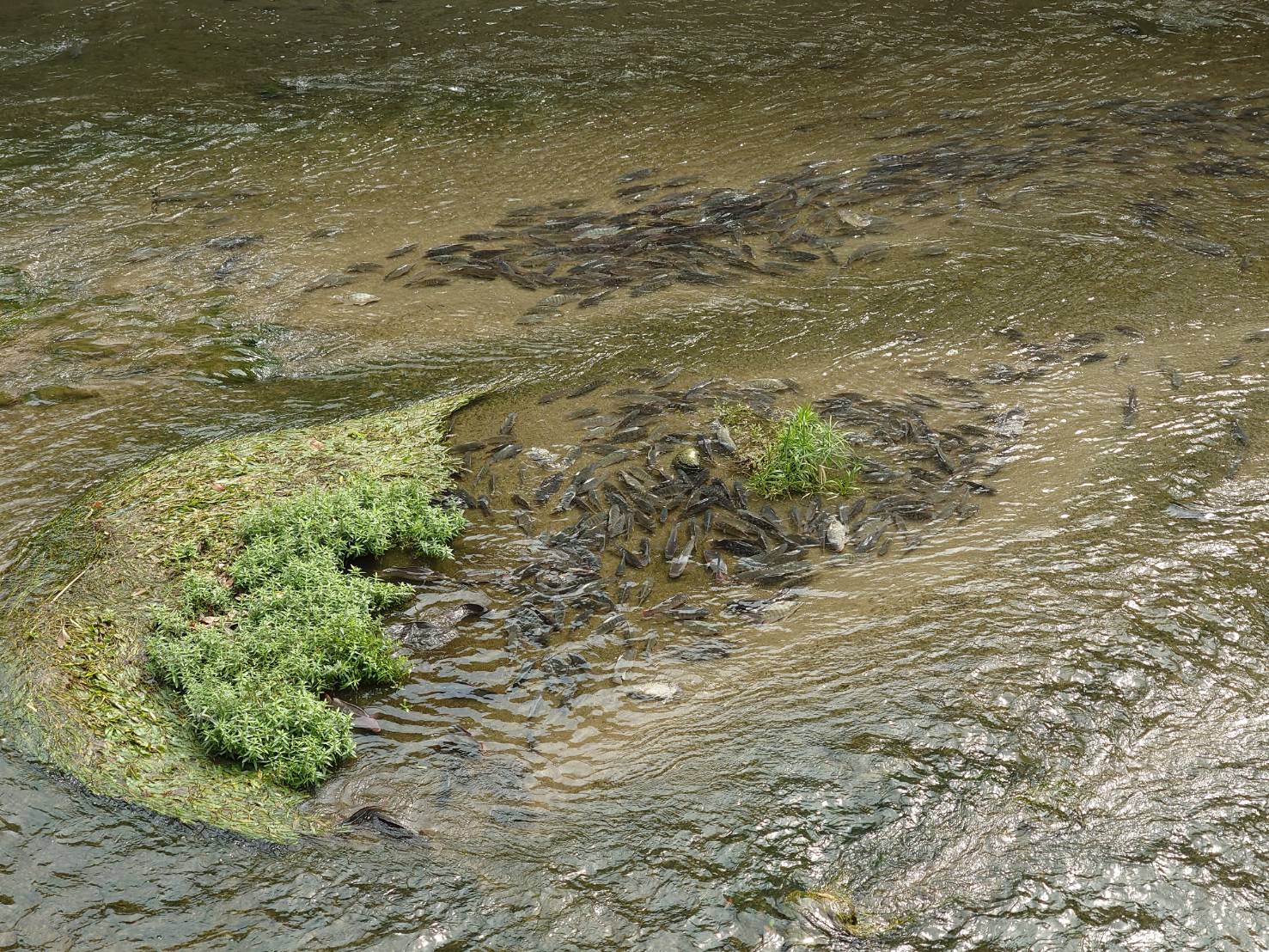 公私協力維護河川生態　環保局籲：勿自行捕魚食用或販售