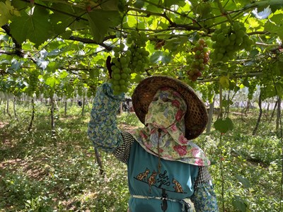 中市巨峰葡萄、龍井西瓜災損 6月3日前可申請現金救助