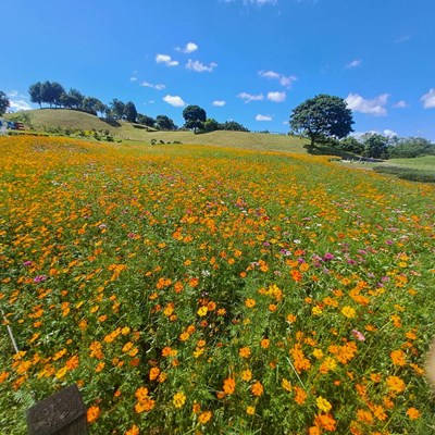 01-暑期賞花新熱點!中市后里環保公園黃波斯花季盛開中