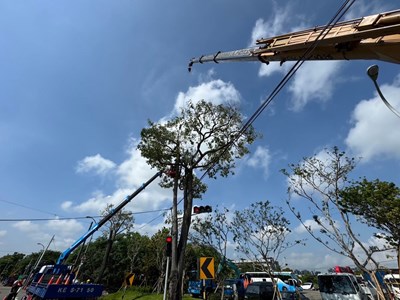 黑板樹移除作業涉及台電高壓纜線，為避免感電危險，已請台電協助斷電，請用路人務必_0