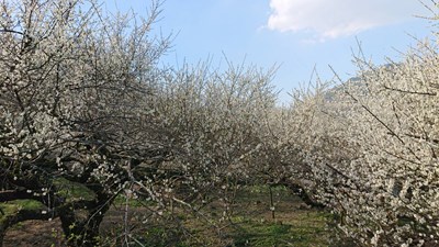 梅花森林盛開