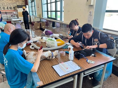 參加活動犬貓在接受麻醉鎮靜後進行剃毛準備要去進行手術_0_0