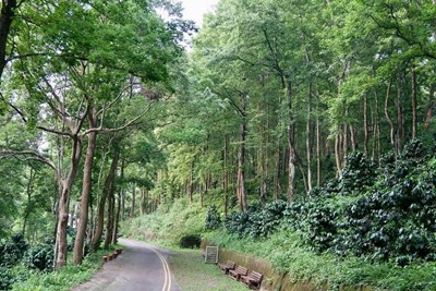 四角林咖啡莊園休閒農場(咖啡樹種植在半日照楓香林)