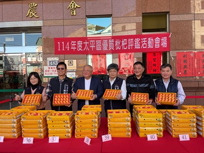 台中市太平區優質枇杷評鑑成績揭曉 農友黃實全、沈阿香勇奪枇杷王 (6)