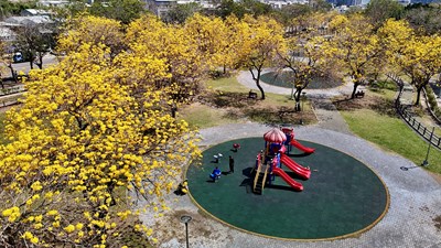 01-把握最後春日限定美景！廍子公園黃花風鈴木盛開炸滿！_0