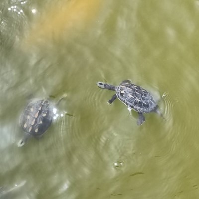 01-豐樂公園有數隻斑龜棲息_0