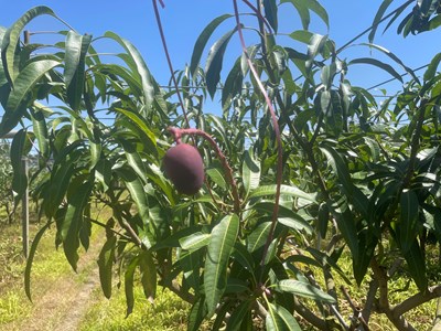 114年改良種芒果著果率差_0