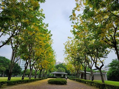 01-台中市街頭夏日花季開跑!阿勃勒與大花紫薇共譜浪漫詩篇