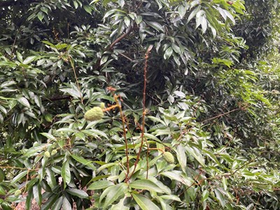 114年荔枝授粉著果情形不佳