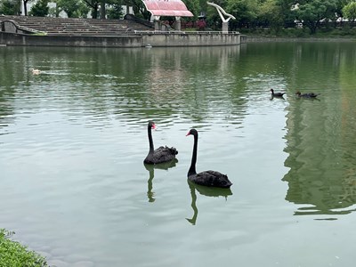 01-秋紅谷黑天鵝搬新家啦!「鳶鳶」與「揚揚」飛向北大展開新生活