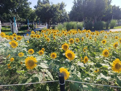 01-中央公園「向日葵花海」盛開！ 中市建設局邀您共享金色療癒夏日