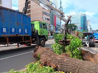 建設局災後清理路樹